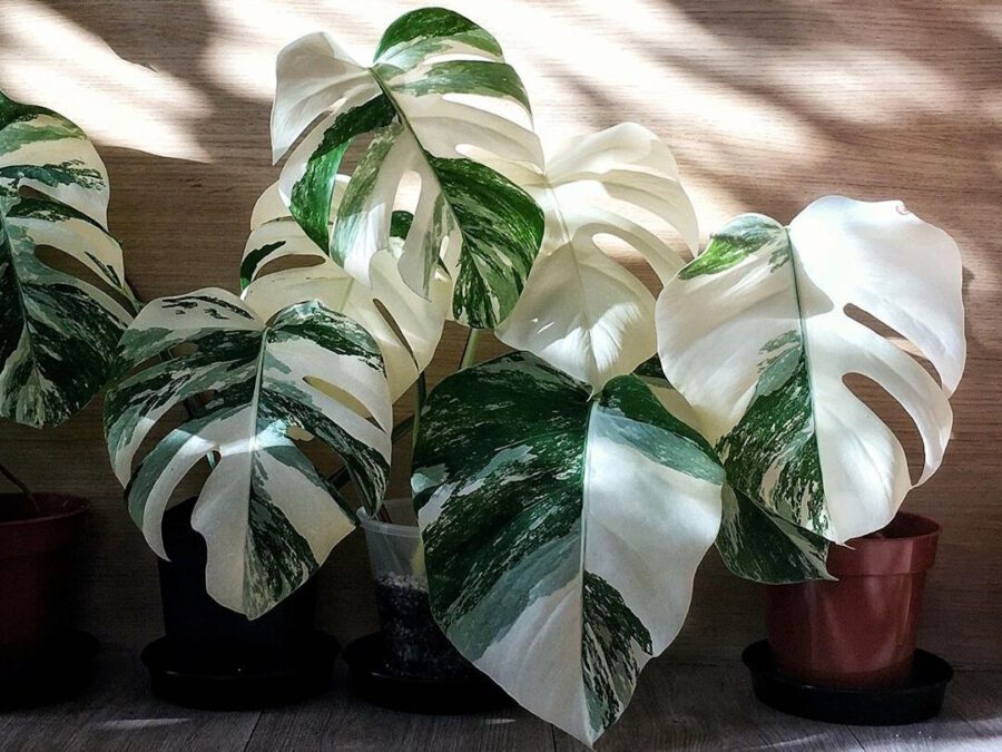 2 x 40 - 50cm Monstera Variegata Albo Variegata Variegated