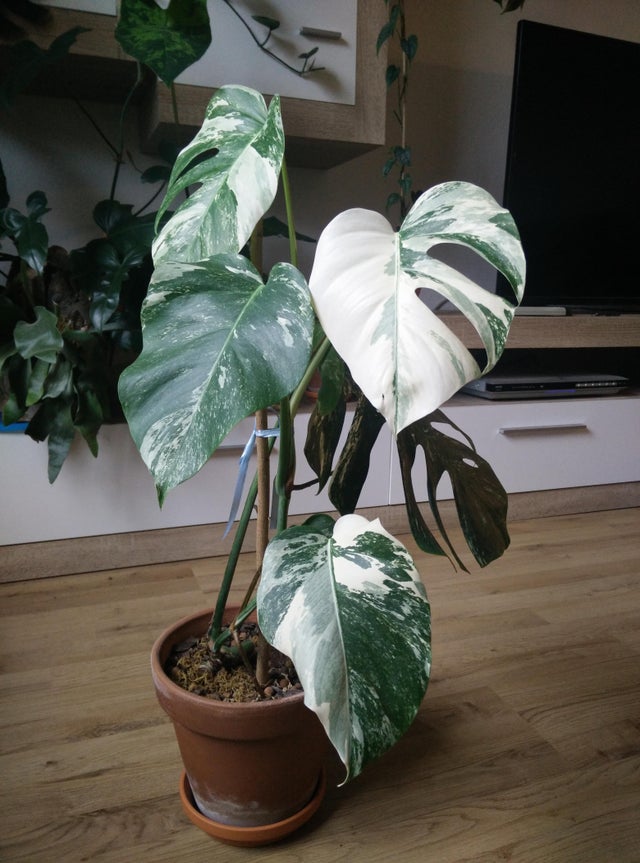 Monstera Albo Variegata Plant