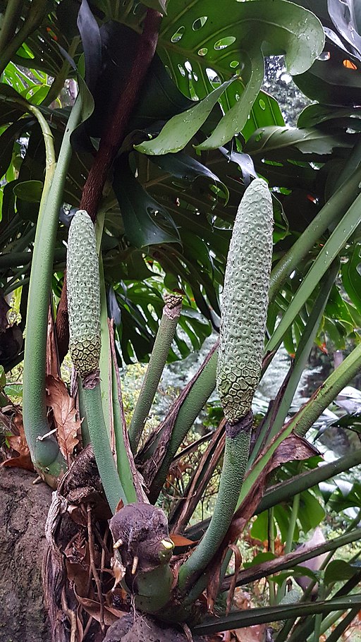 Fruits of Monstera