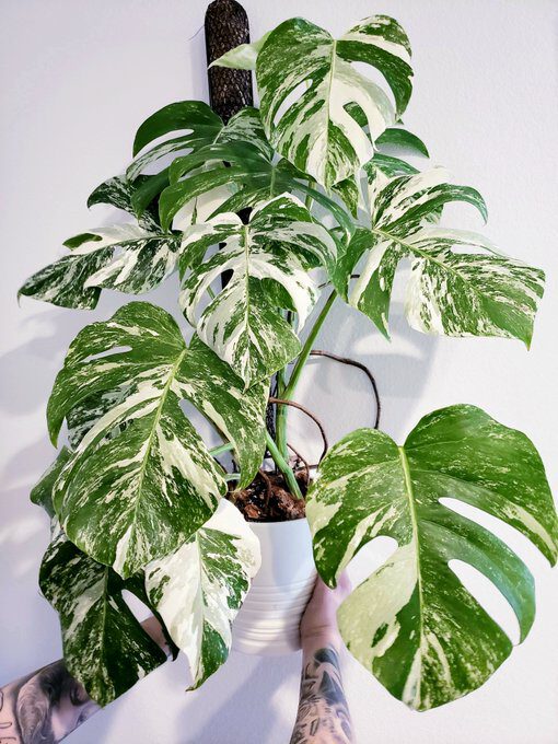 Monstera Deliciosa Albo Variegata - The Most Expensive Plants in