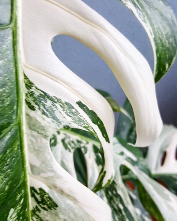 Monstera Deliciosa Albo Variegata on Thursd - Most expensive plants in the world 08