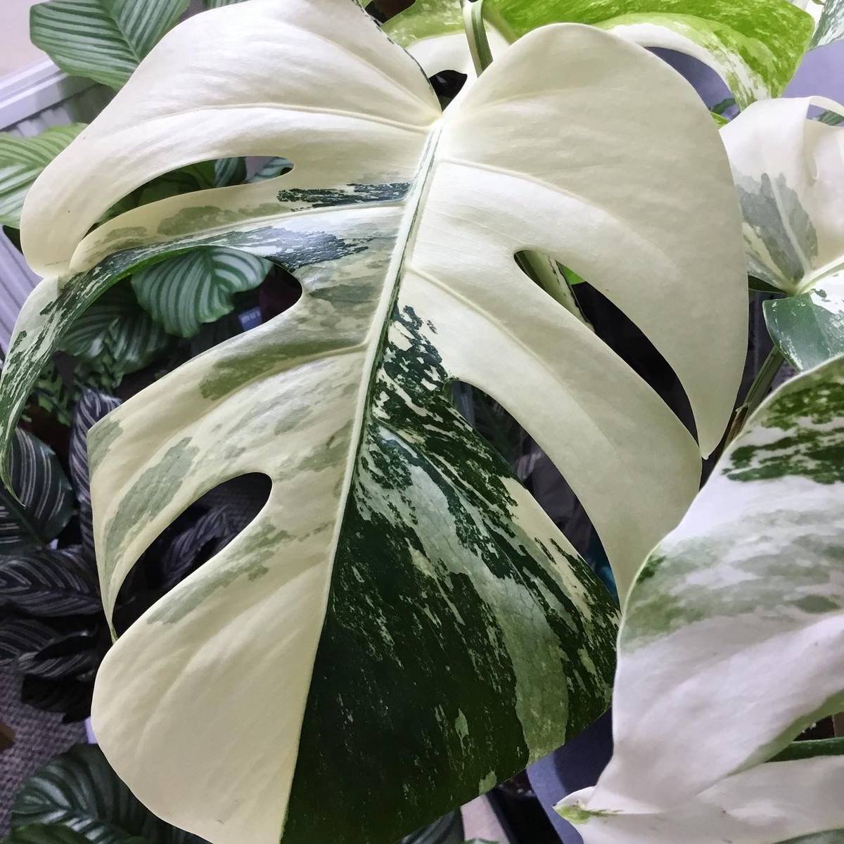 Monstera Deliciosa Albo Variegata