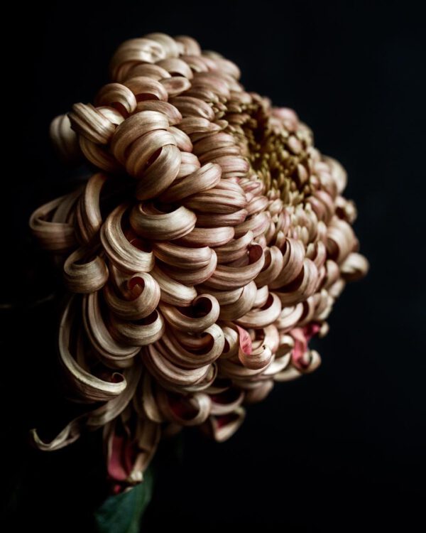 Botanic Art - Floral & Event Design - vienna copper chrysanthemum on black - A Tribute to Chrysanthemum Vienna Copper on thursd