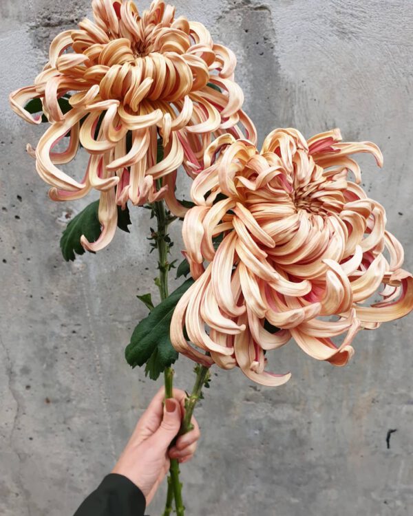 floristheidimikkonen_ A Tribute to Chrysanthemum Vienna Copper - two chrysanthemums - on thursd