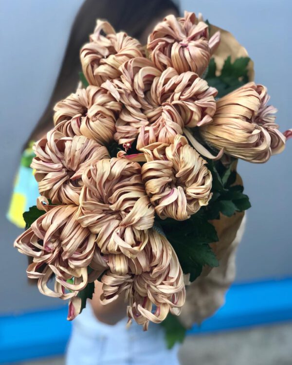 akmenita - A Tribute to Chrysanthemum Vienna Copper -arms full - on thursd