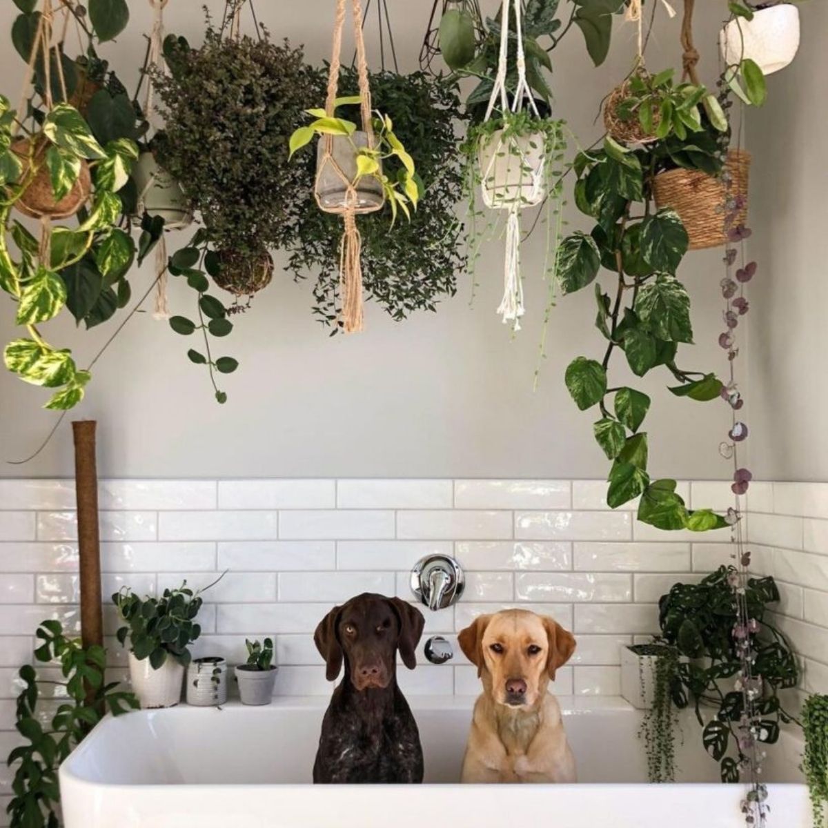 10-low-maintenance-houseplants-that-are-safe-for-your-furry-friends-featured