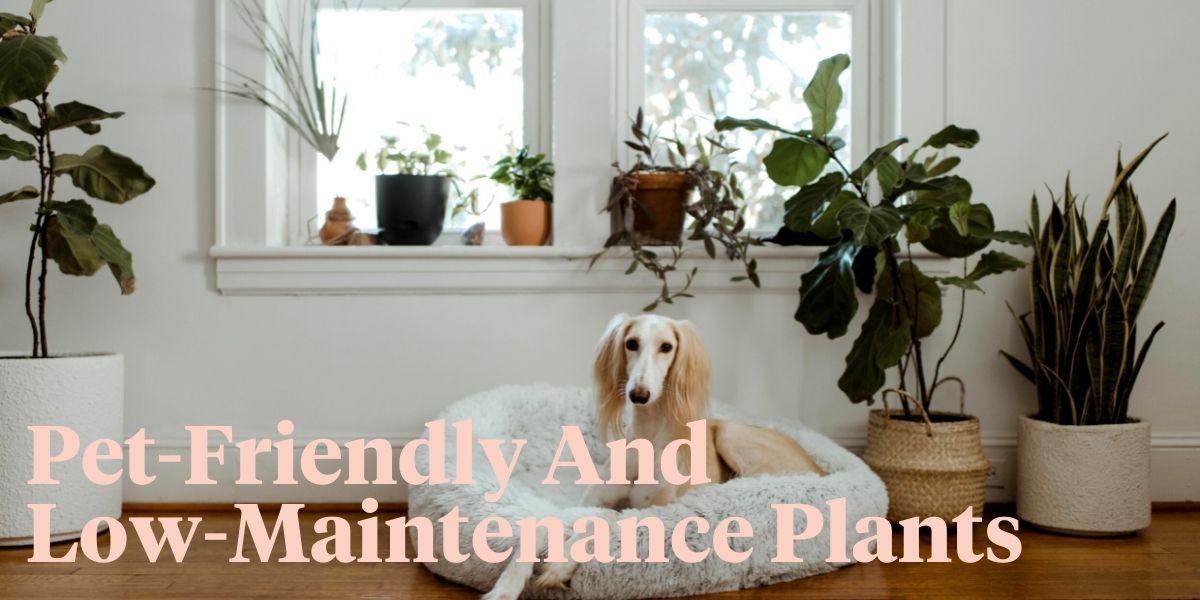 10-low-maintenance-houseplants-that-are-safe-for-your-furry-friends-header