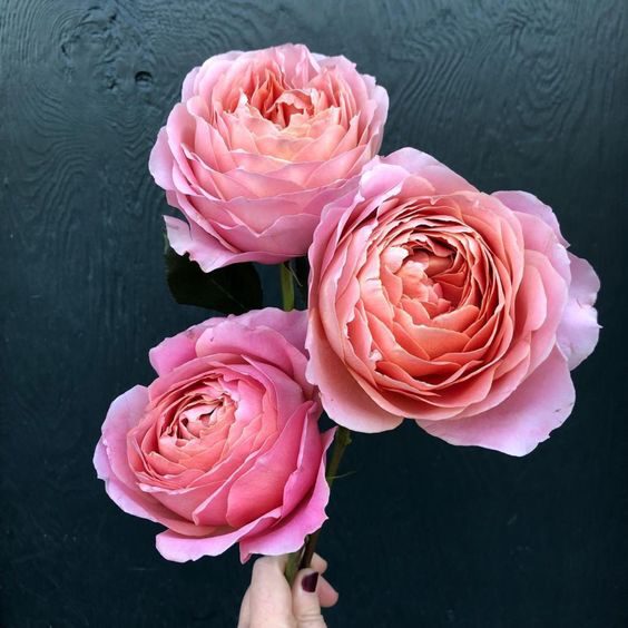 Try Roses Instead of Peonies Romantic Antike roses by FlirtyFleurs