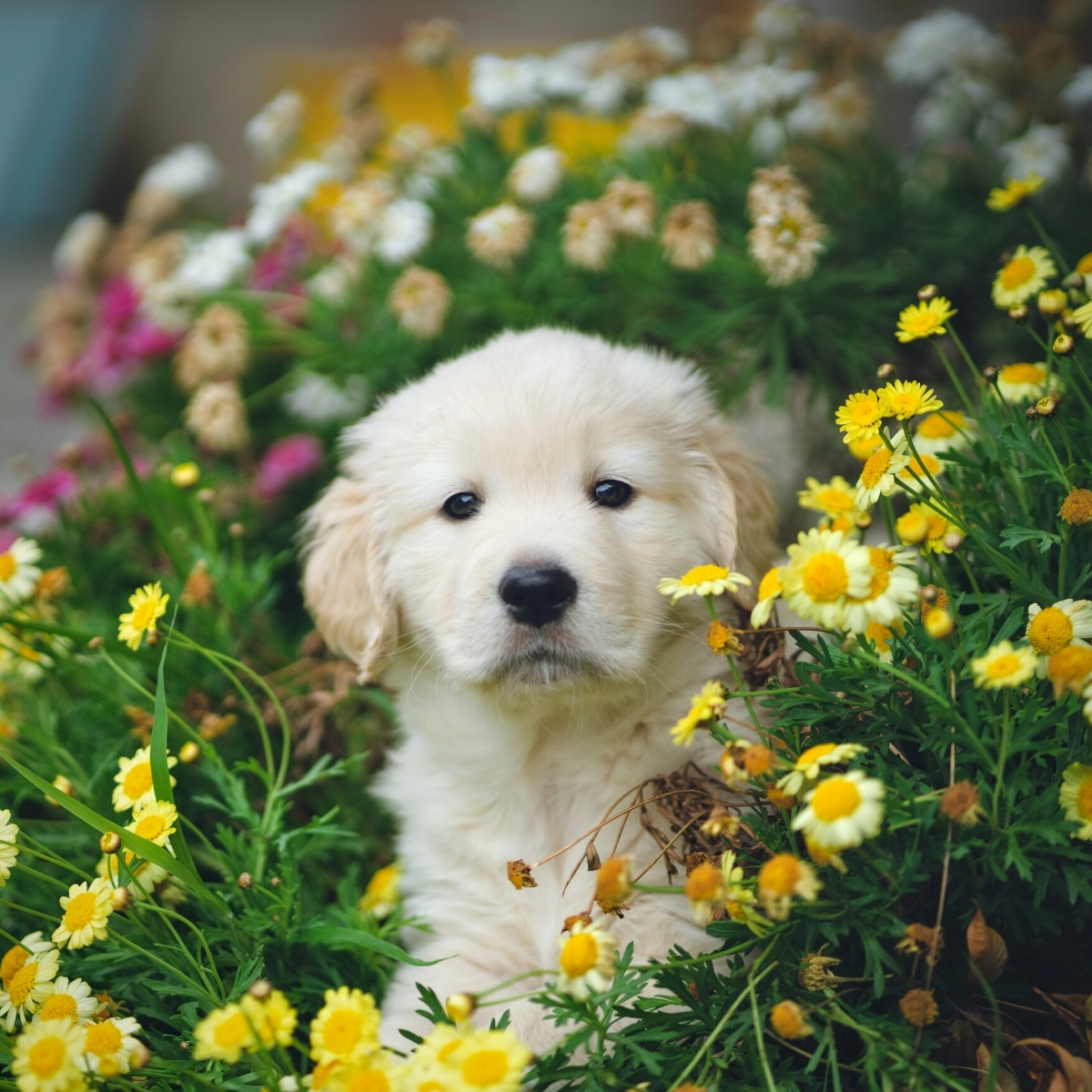 top-5-dog-safe-flowers-for-your-home-and-garden-featured