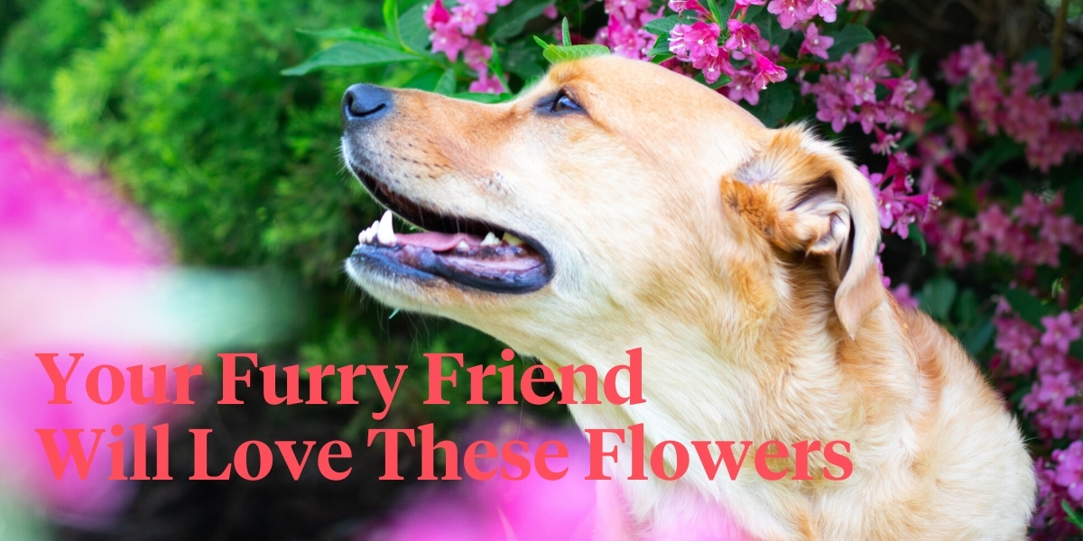 top-5-dog-safe-flowers-for-your-home-and-garden-header