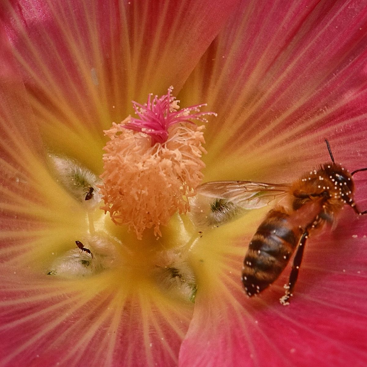 top-7-best-bee-friendly-plants-to-grow-in-your-garden-featured