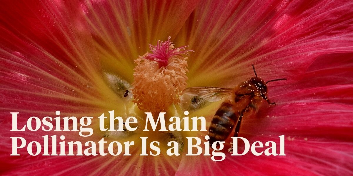 top-7-best-bee-friendly-plants-to-grow-in-your-garden-header