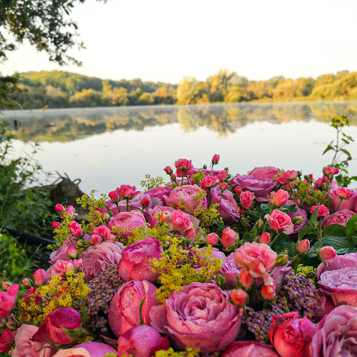 my-magical-morning-along-a-pond-created-this-rose-design-featured