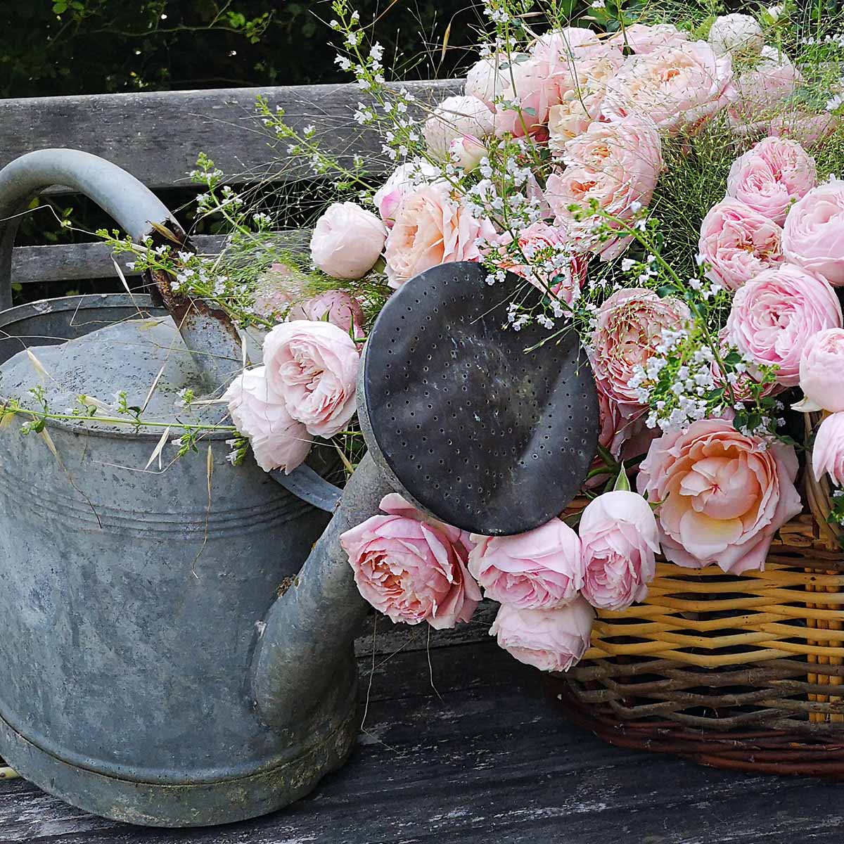 i-love-picking-fresh-roses-from-my-garden-featured