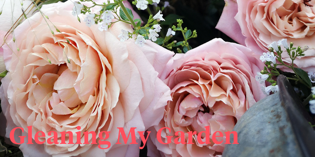 i-love-picking-fresh-roses-from-my-garden-header