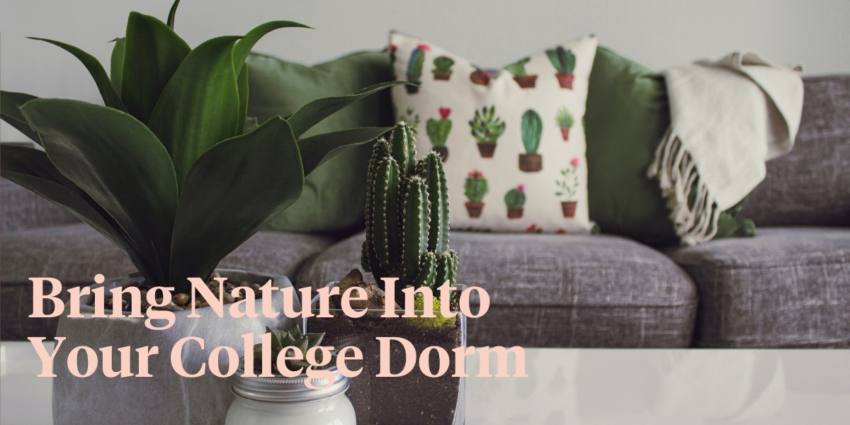 top-six-indoor-plants-to-decorate-your-student-apartment-with-header