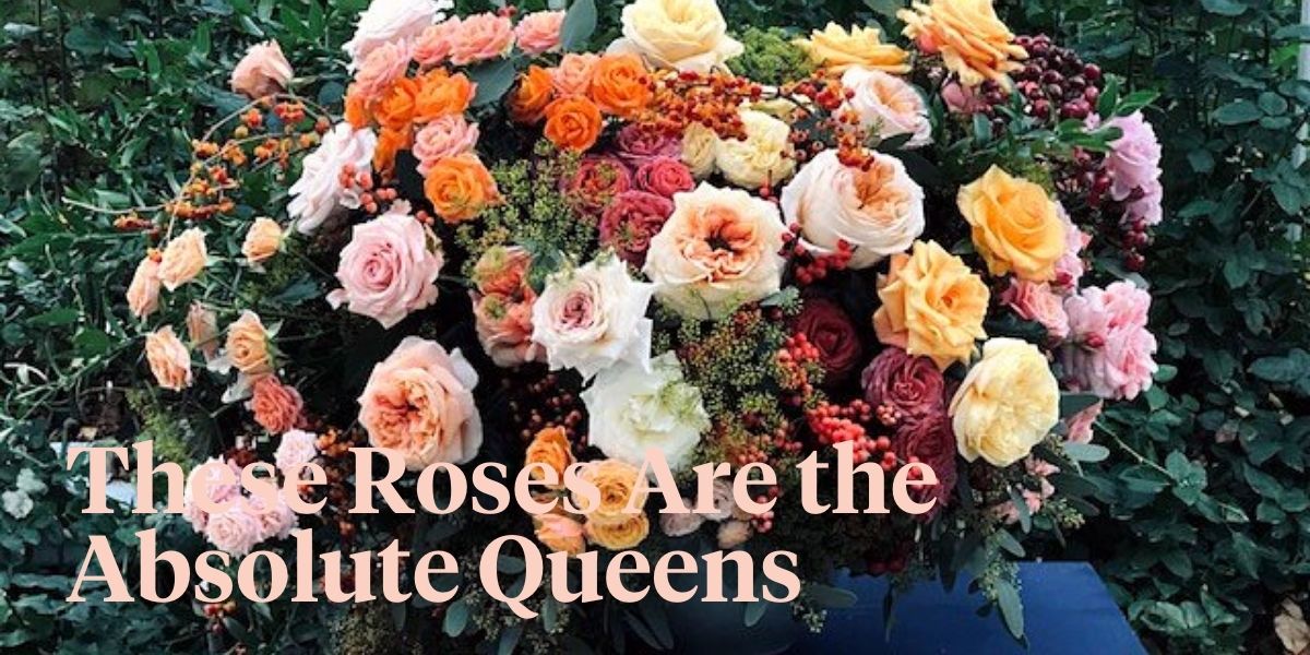 working-with-some-of-the-worlds-most-beautiful-roses-header