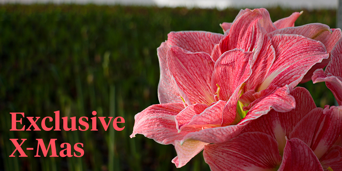 amaryllis-has-the-ultimate-x-mas-factor-header