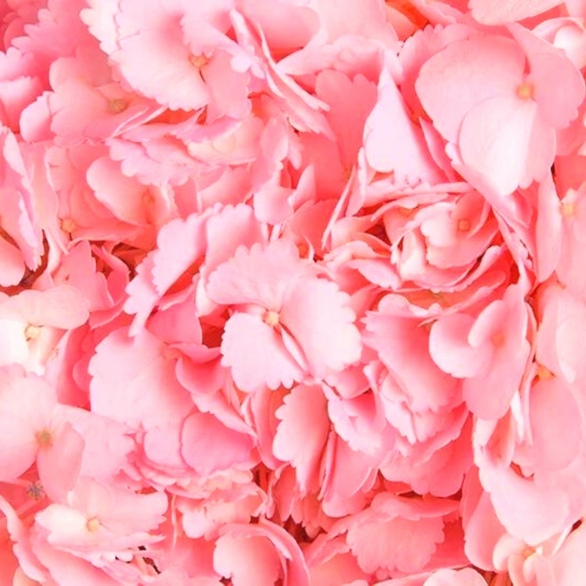 did-you-know-these-facts-about-colombian-lepidium-and-hydrangea-featured
