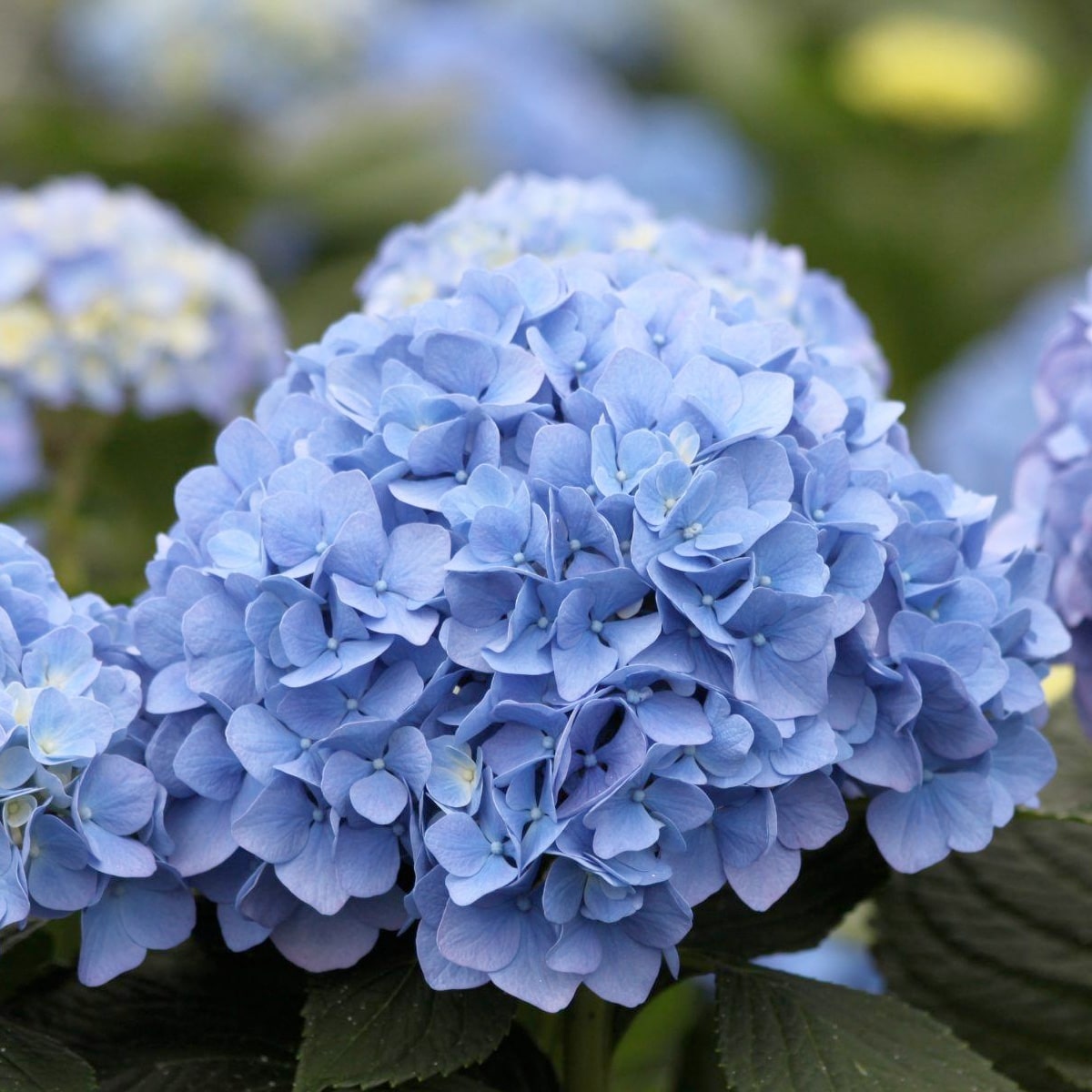 Hydrangea Hilde Moorhof Blue