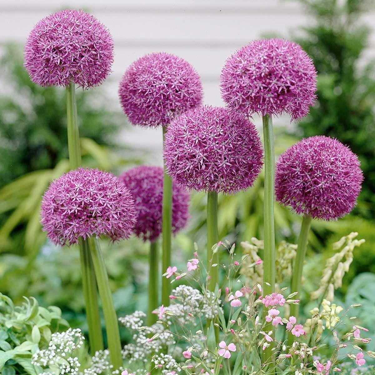 Allium purple colorful spring bulb to plant in your garden this fall