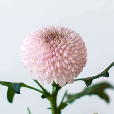 Pink Momoko Chrysanthemum Bouquet