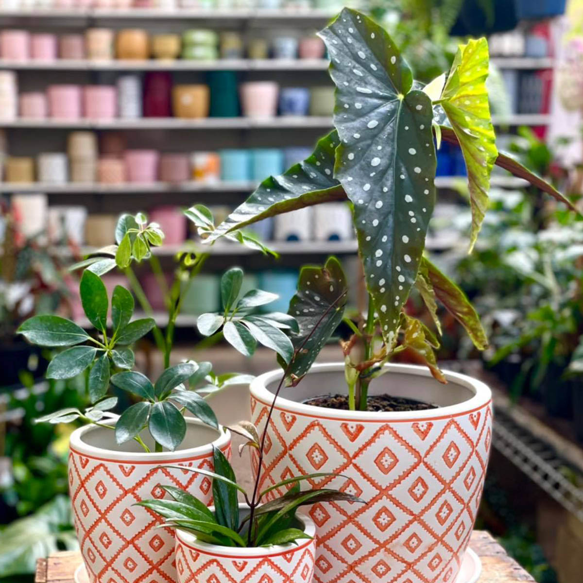 Polka Dot Begonia (Begonia Maculata)