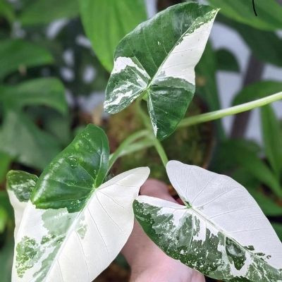 musa florida variegata kaufen Musa 