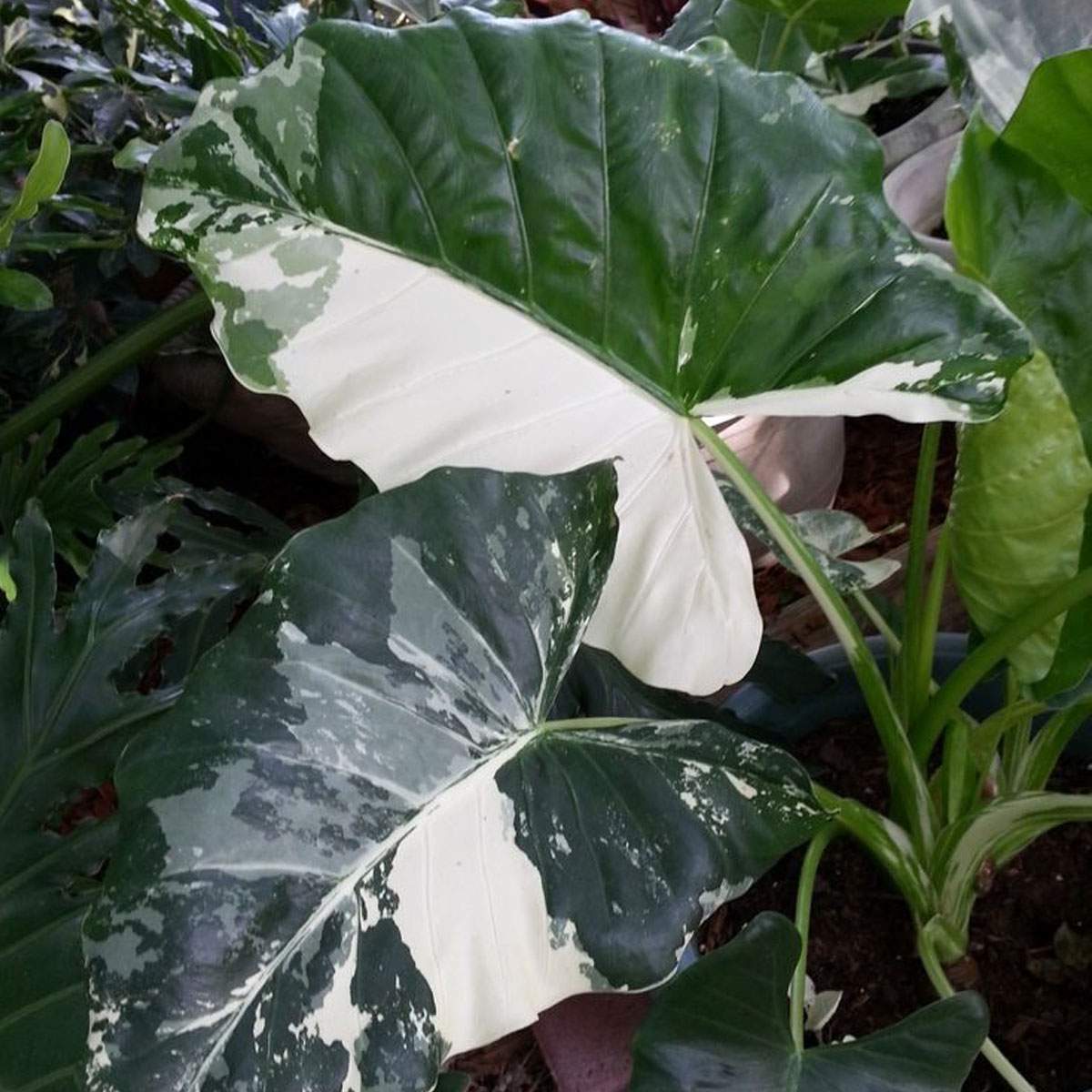 Variegated Alocasia