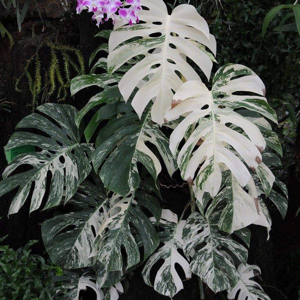 monstera_deliciosa_albo_variegata_products_indoor_plants_on_thursd_featured