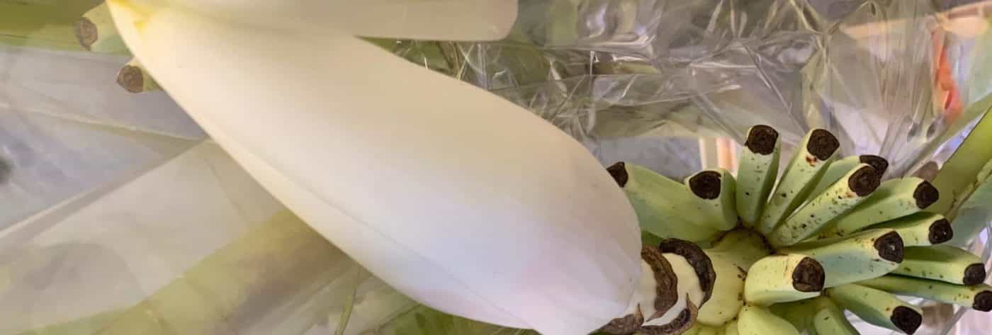 musa-white-cut-flowers-tropical-flowers-on-thursd-header