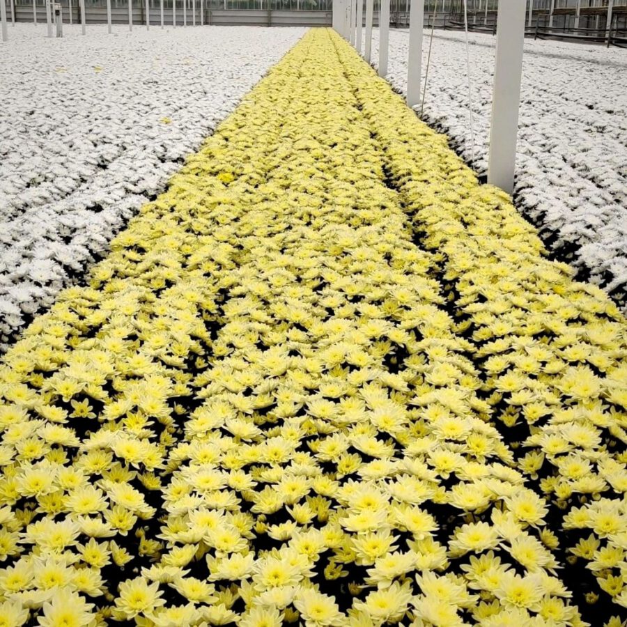 Peter Laurman Article on Thursd. - Pina Colada Chrysanthemum in Greenhouse