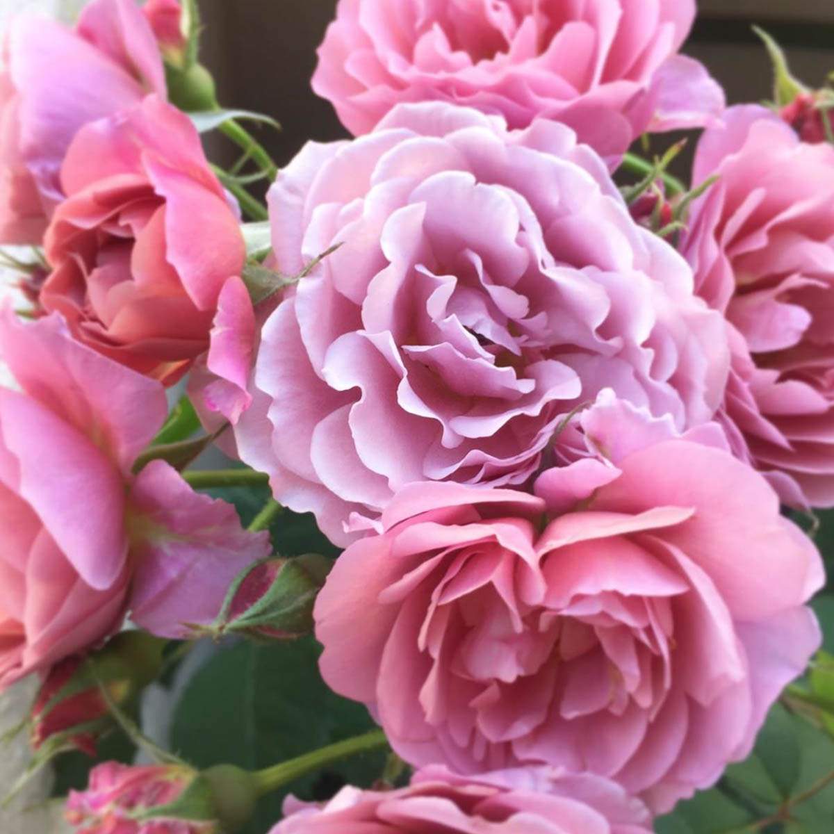 Spray Rose Aoi