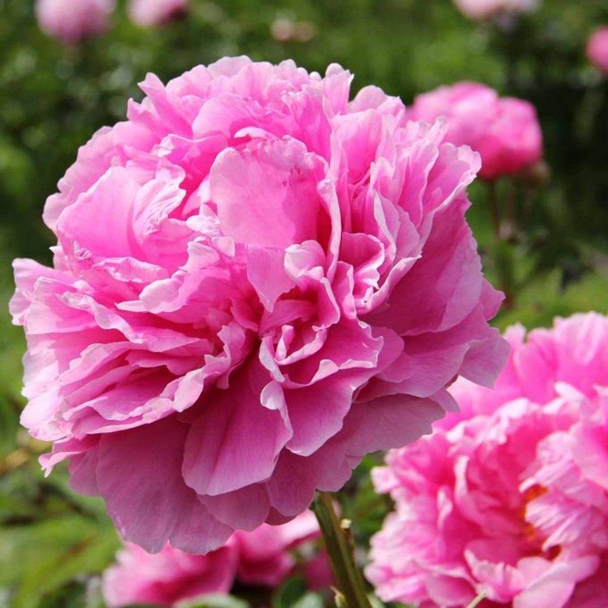 Peony Dr. Alexander Fleming