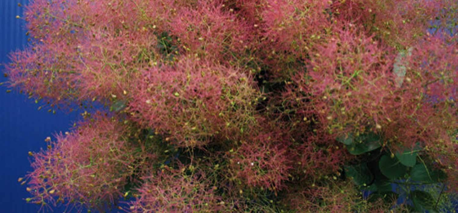 cotinus-red-fountain-product-on-thursd-header