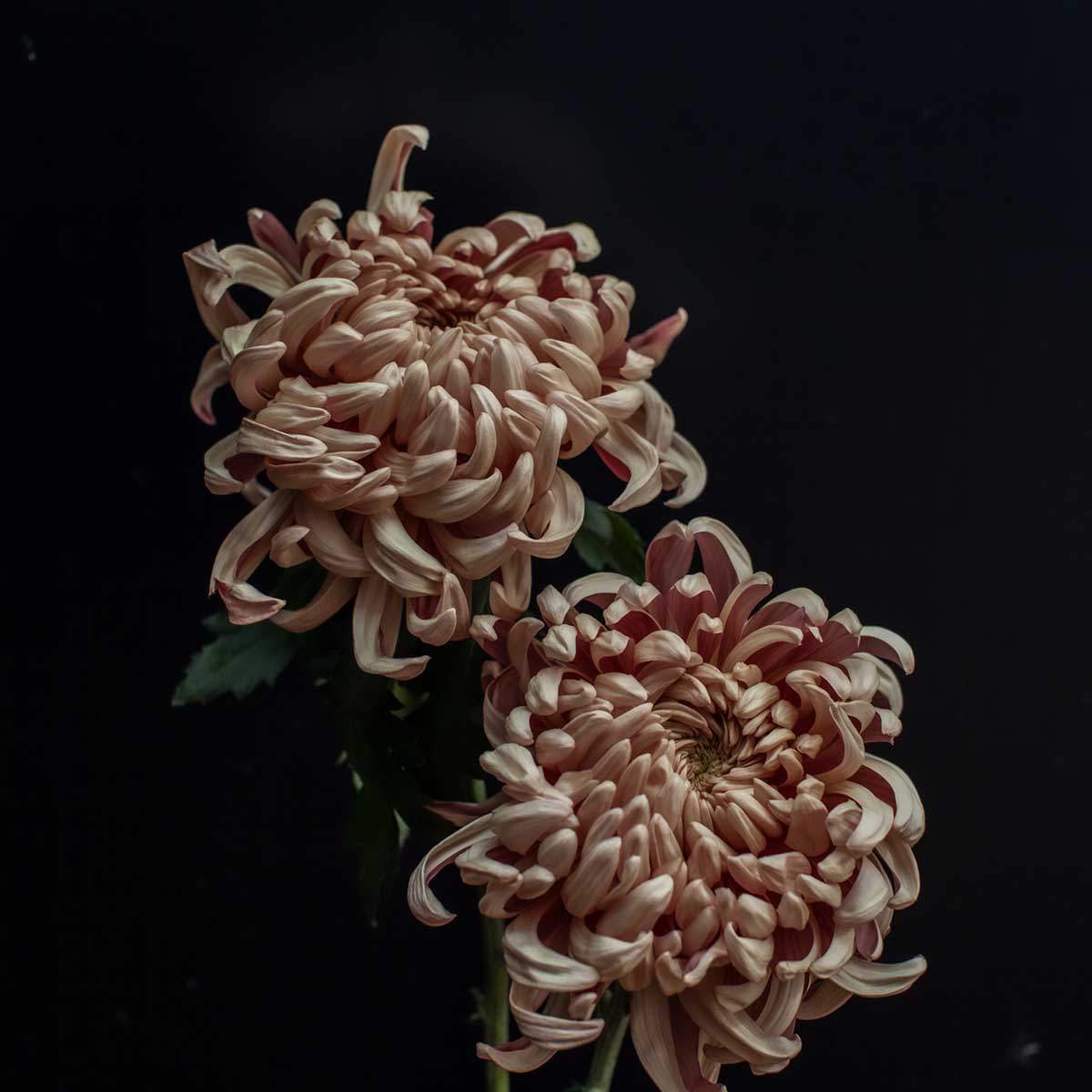 Chrysanthemum Vienna Copper - Product onThursd