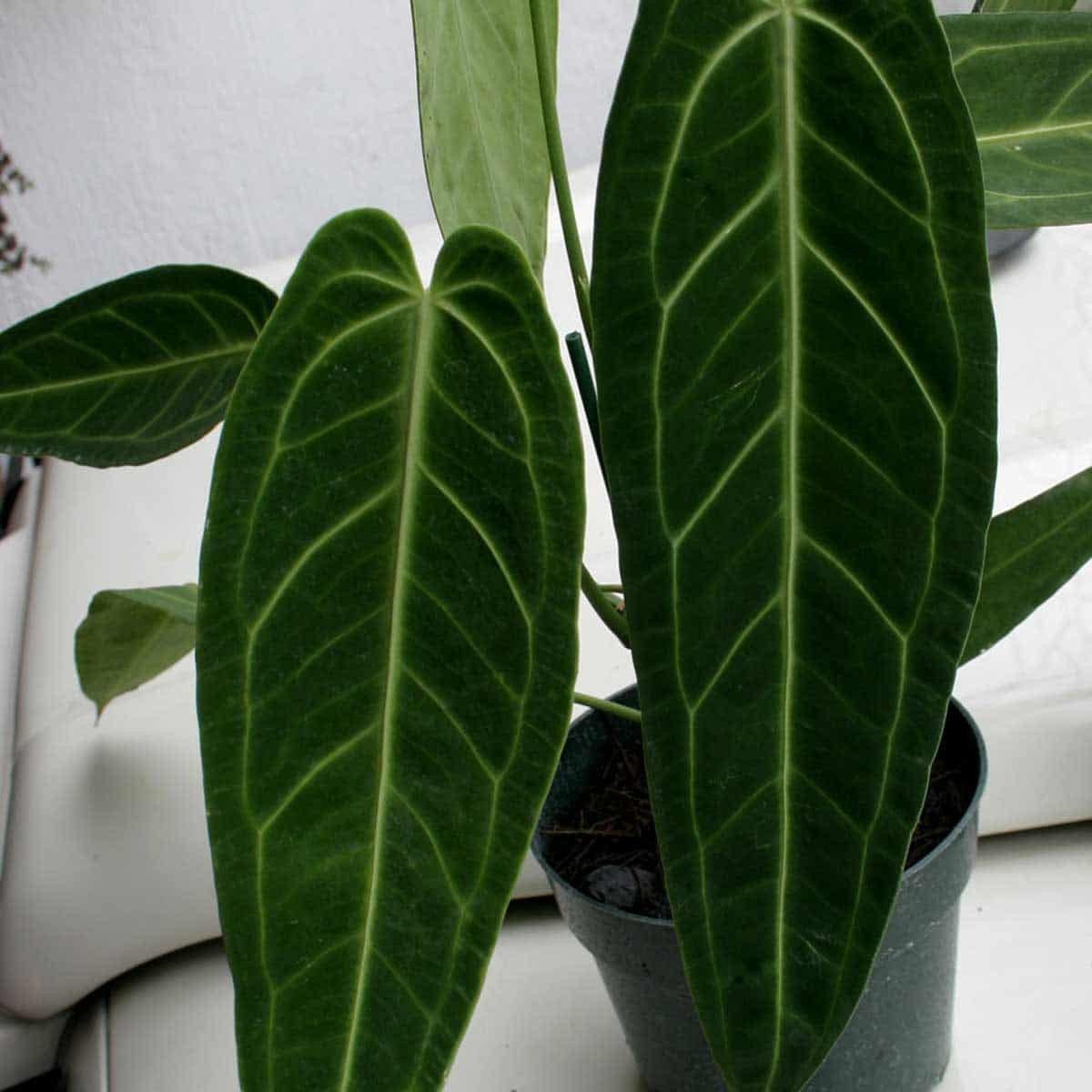 Anthurium Warocqueanum