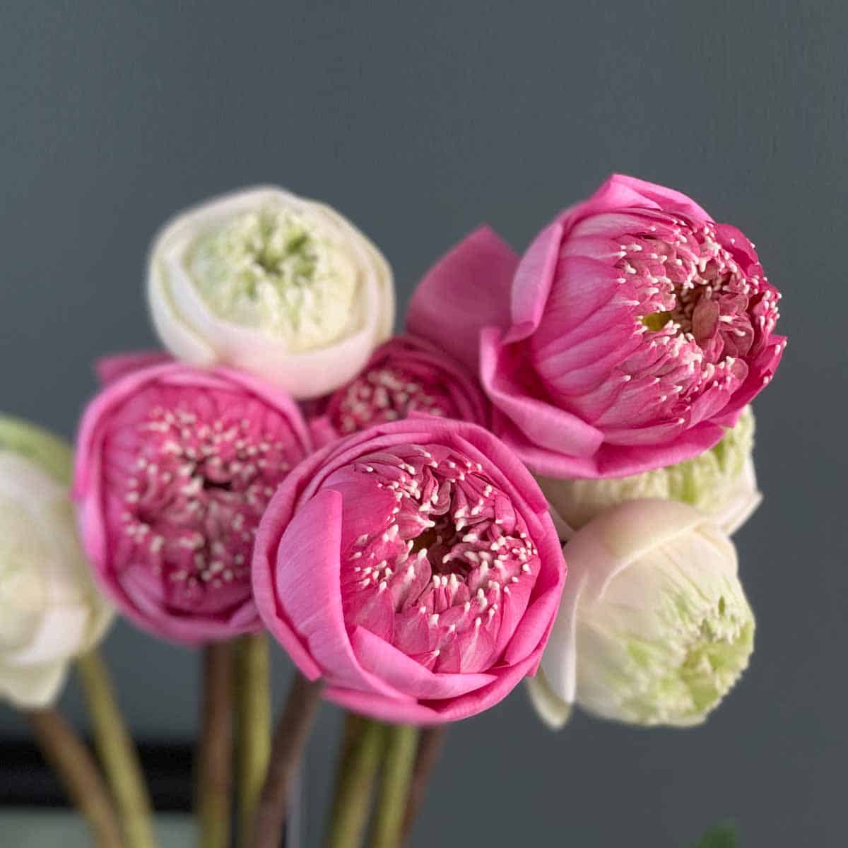 Lotus flowers folded