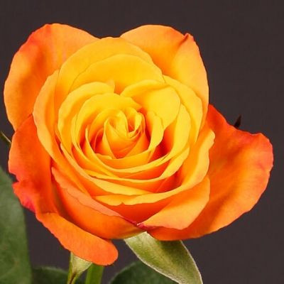 Rosaprima - Grower featured on Thursd