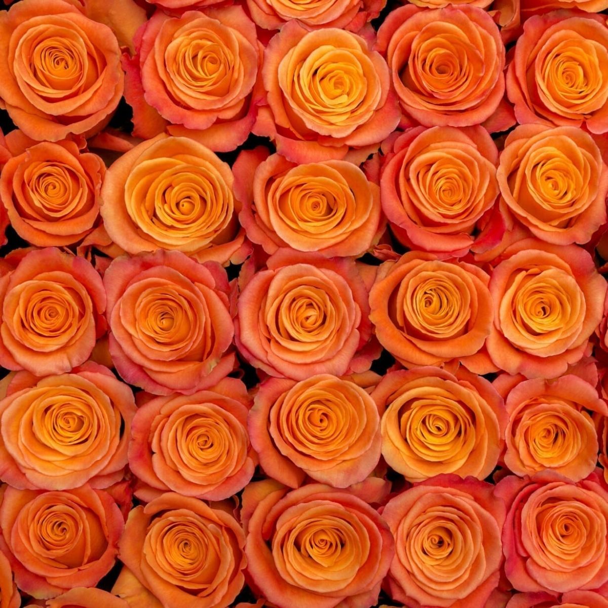 rose-confidential-cut-flower-on-thursd-featured