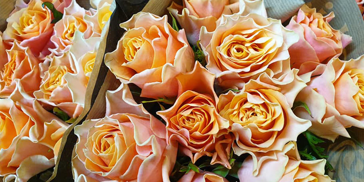 rose-carpe-diem-cut-flower-on-thursd-header