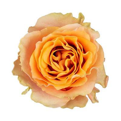 Star Roses