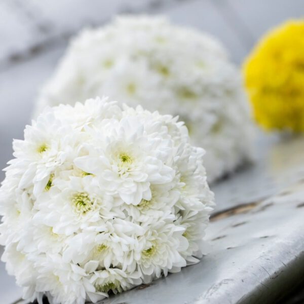 Branding of the Pina Colada Chrystanthemum bouquet