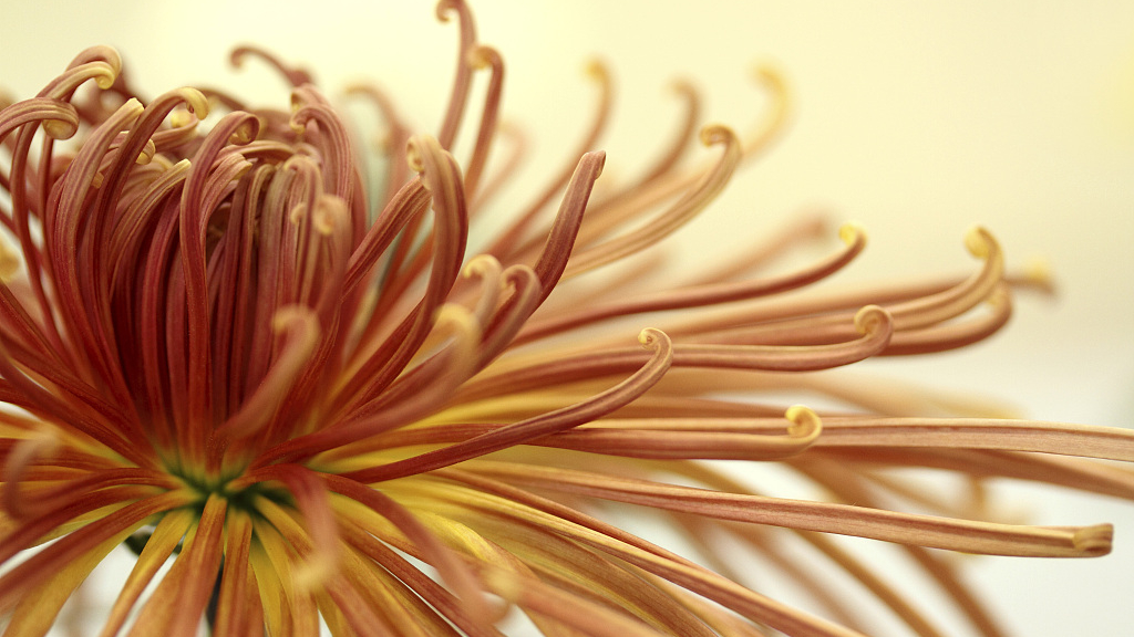 History of the Chrysanthemum spider chrysant