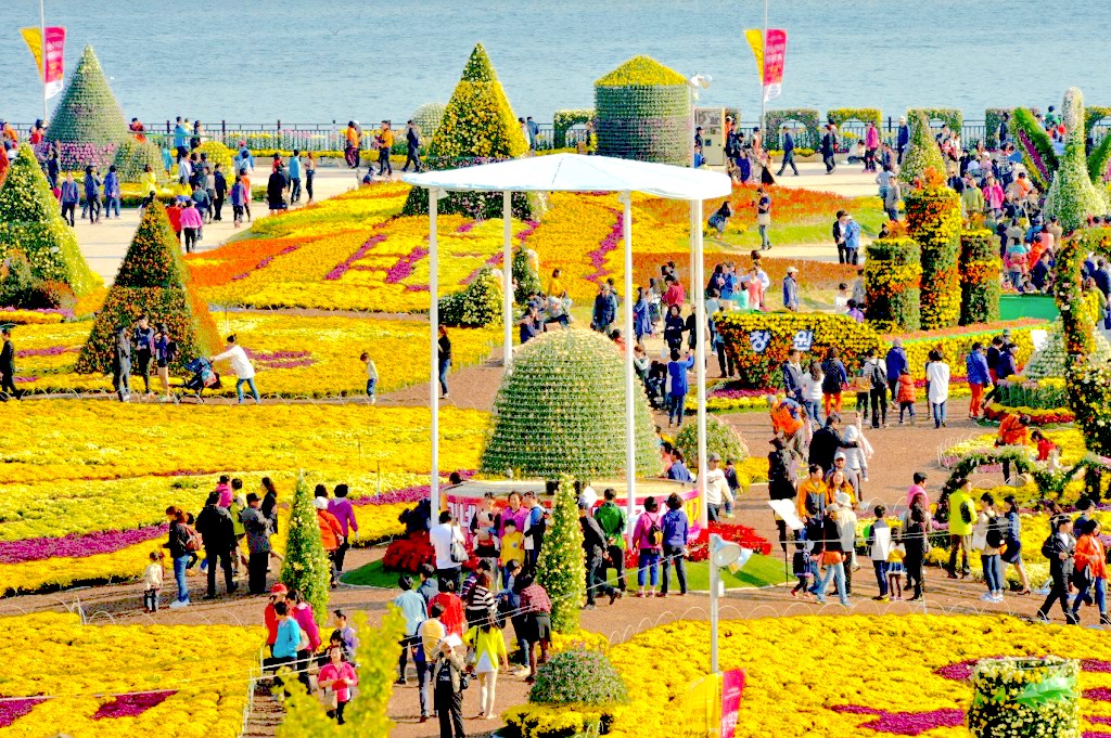 The History of the Chrysanthemum festival in Korea