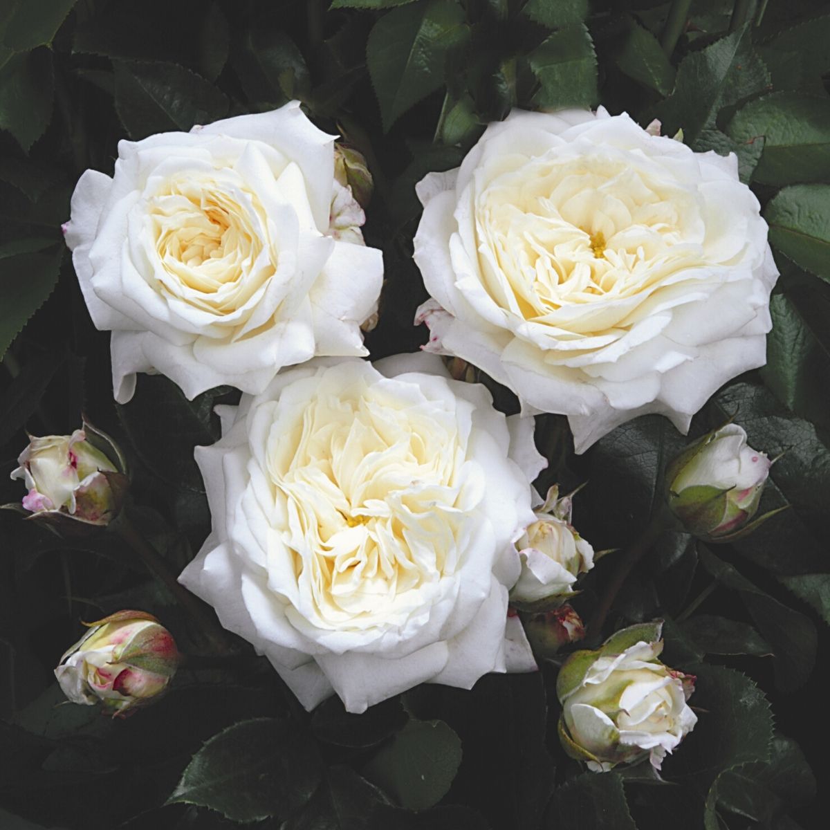 Rose Alabaster - Thursd.com product header image
