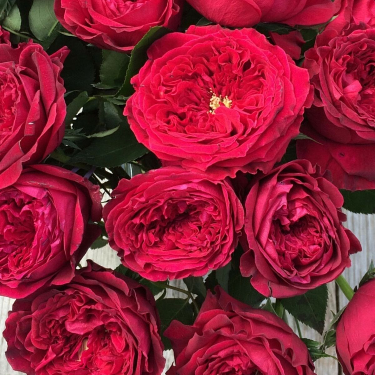 The 11 Best Roses in Passion Red Color - Article onThursd