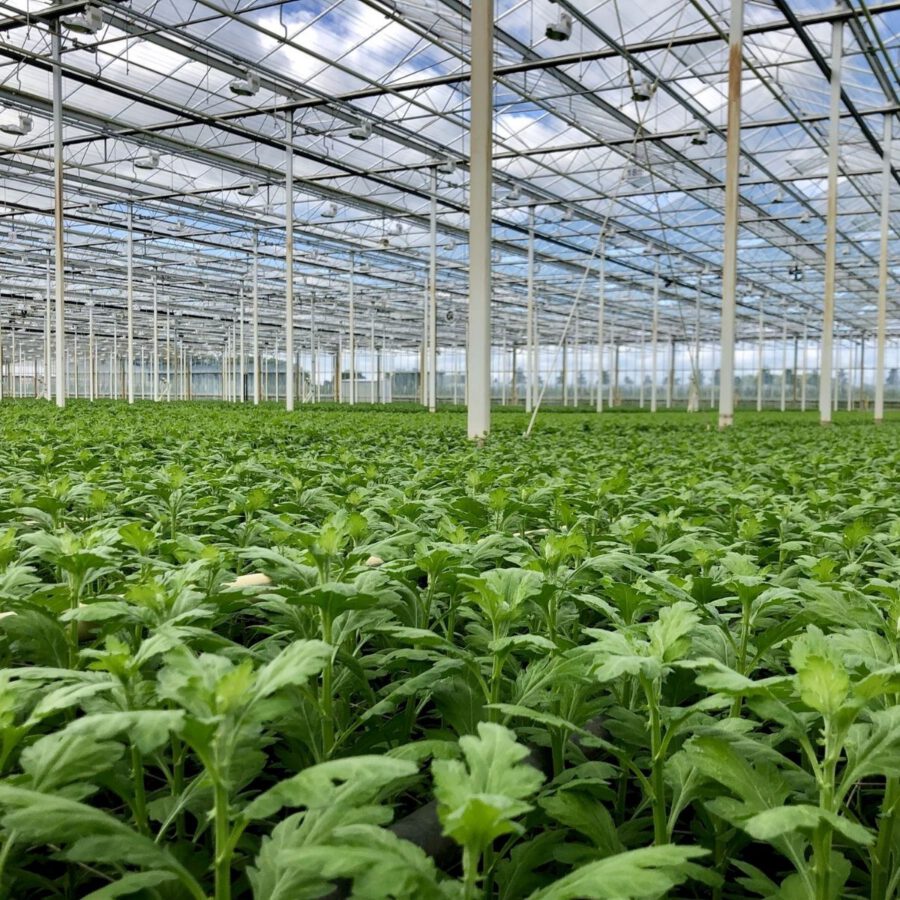 Lewis Flowers - Yorick van leeuwen Article on Thursd. - Pina Colada Chrysanthemum in Greenhouse