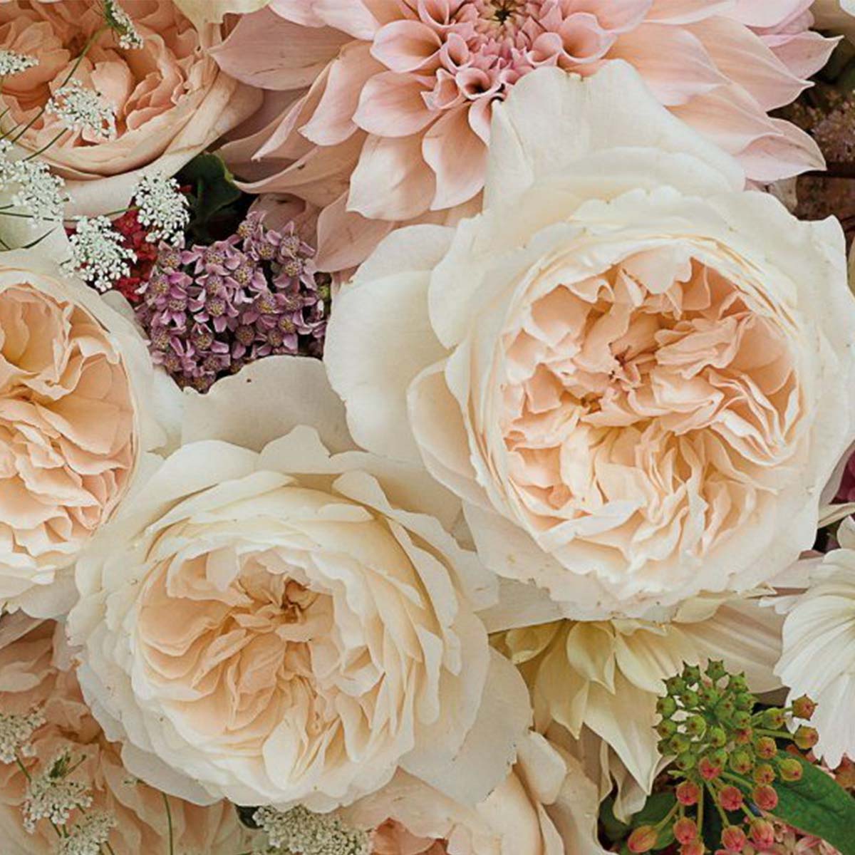 Unveiling Rose Country Secret - A Beloved Treasure of Floral Designers 