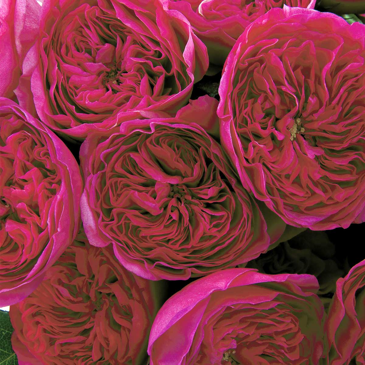 Rose Baronesse - Thursd.com product header image